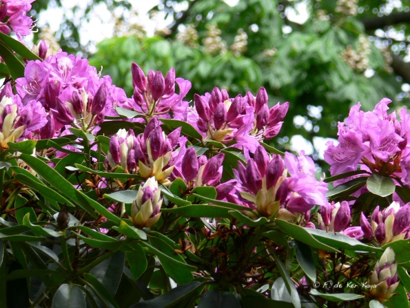 Bois des Moutiers (97) Mai 2012